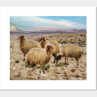 Israel, Mitzpe Ramon. Sheep at Ramon Crater Posters and Art